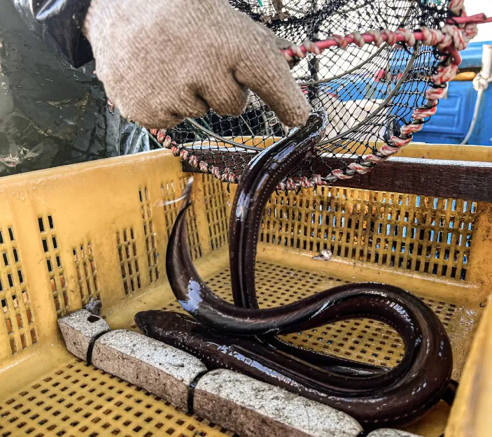 6시내고향 통영 붕장어 다연호 택배 및 온라인 주문 정보 총정리