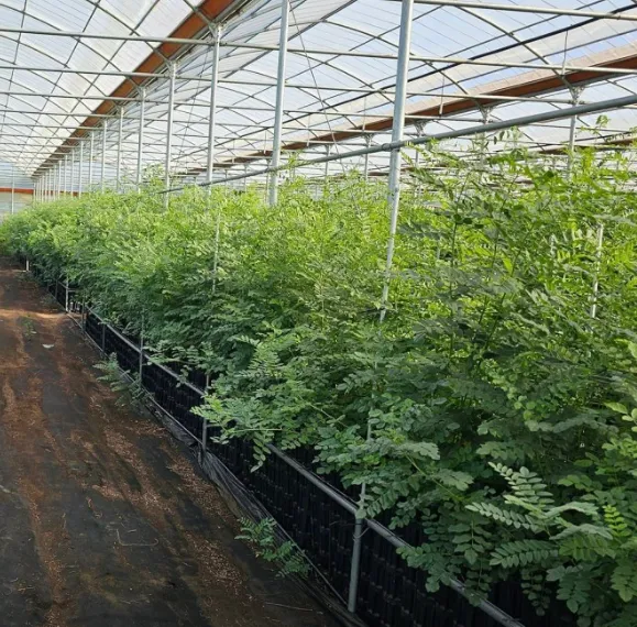 6시내고향 익산 감초 택배 주문 방법 및 케어팜 카페 위치 안내